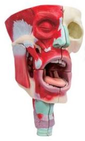 鼻、口、咽喉腔分解模型